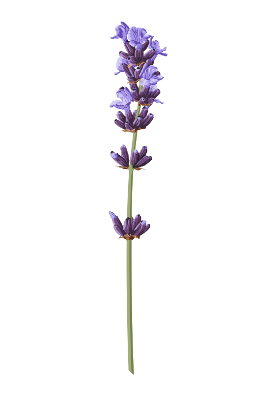 Lavender sprig