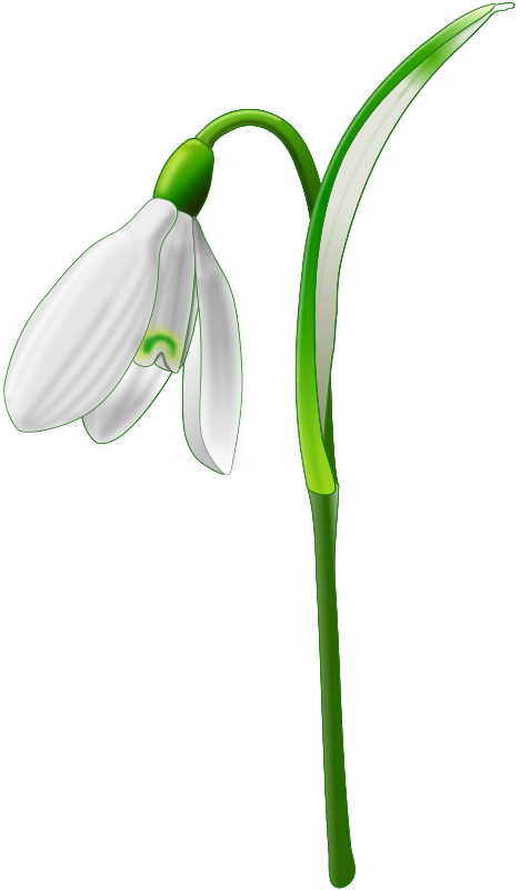 Snowdrop (Galanthus nivalis)