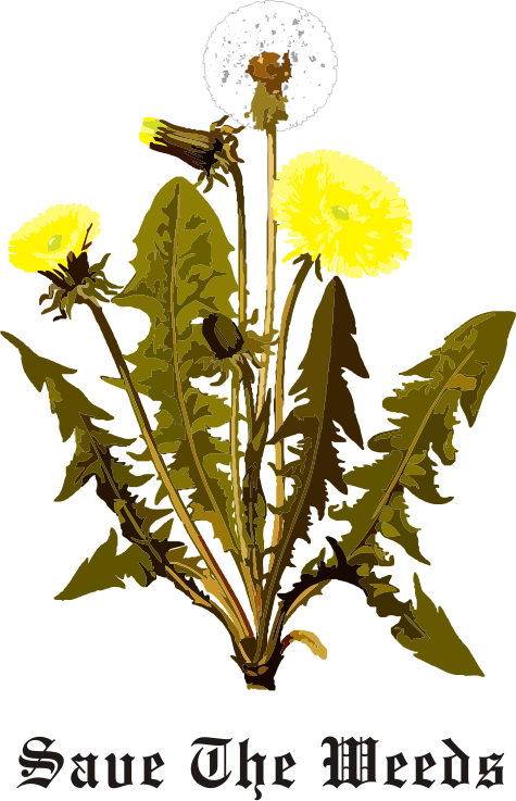 Dandelion flowers seeds leaf