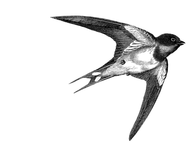 swallow black&white