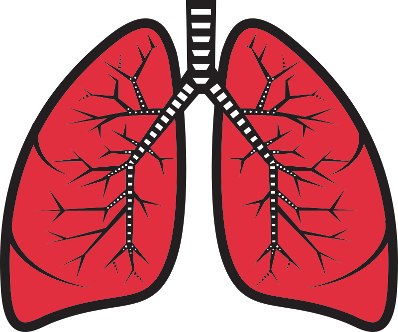 Lungs