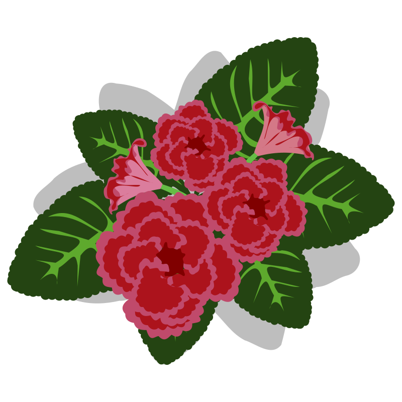 Gloxinia