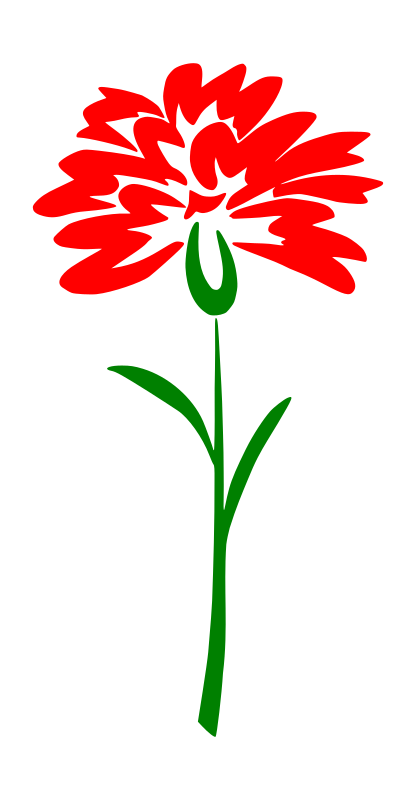 carnation flower