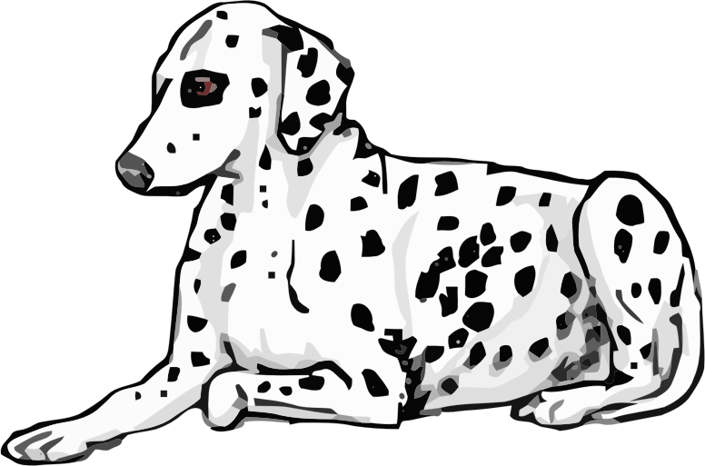 laying dalmatian