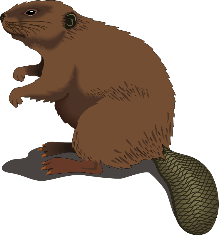 beaver