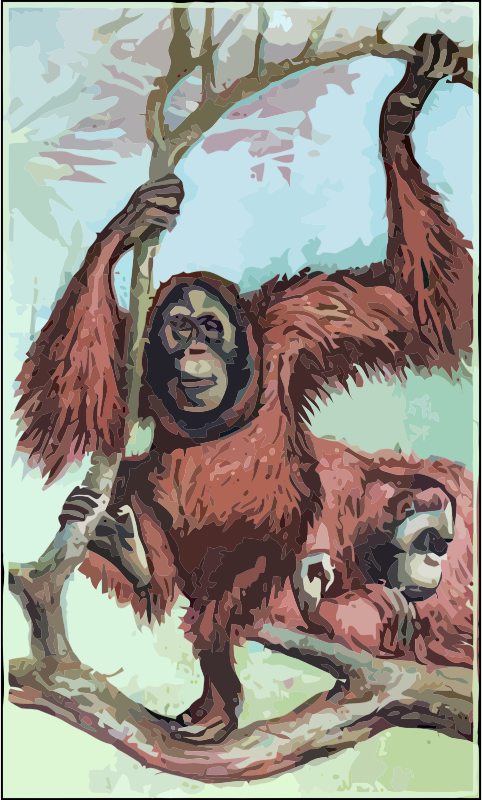 orangutans