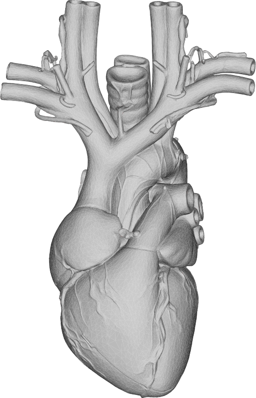 Anatomical Heart 3D