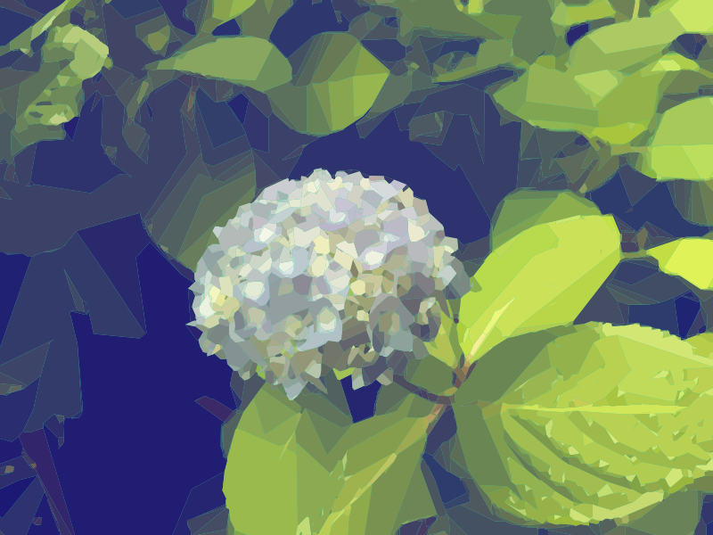 Blooming Hydrangea