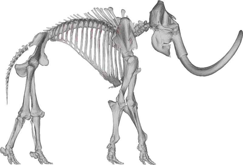 Mammoth Skeleton 3D