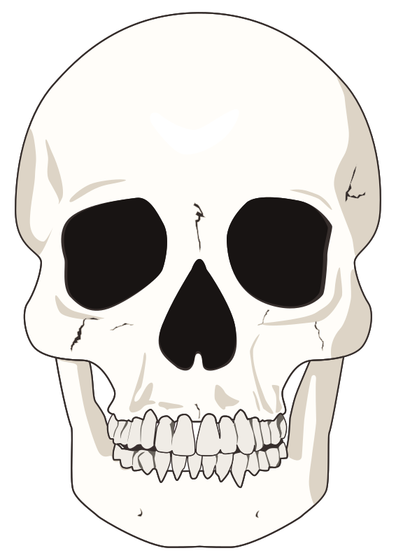 Flat mid detail skull