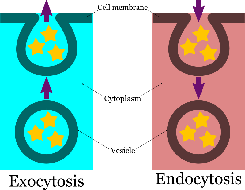 Endocytosis Exocytosis