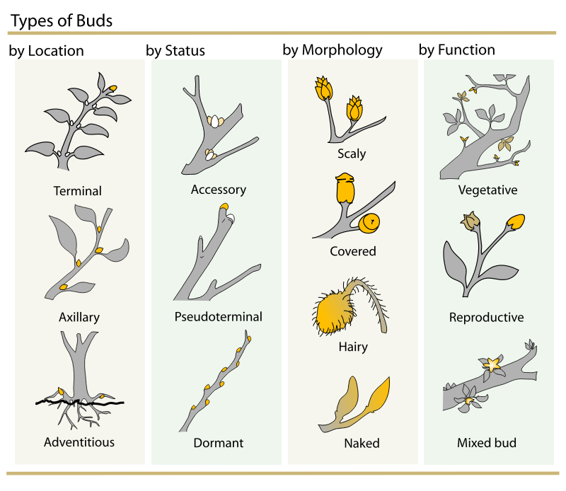 Plant Buds Classification