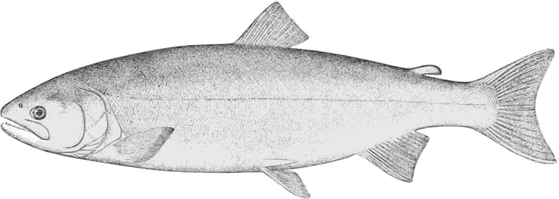 Silver Salmon