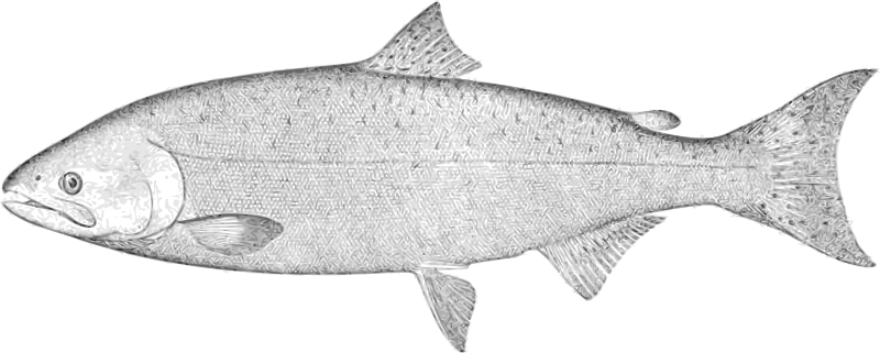 King Salmon - Openclipart