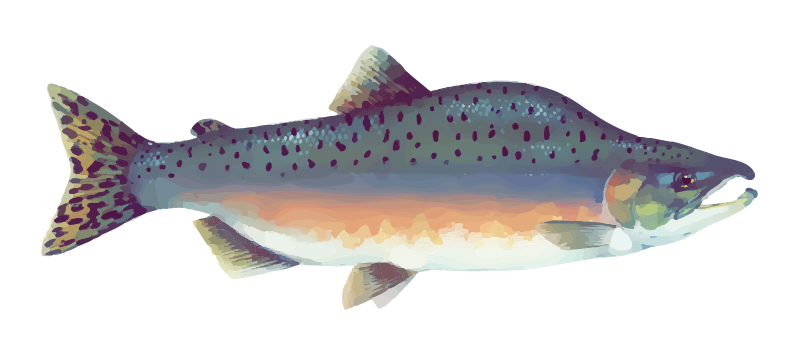 Pink Salmon - Optimized