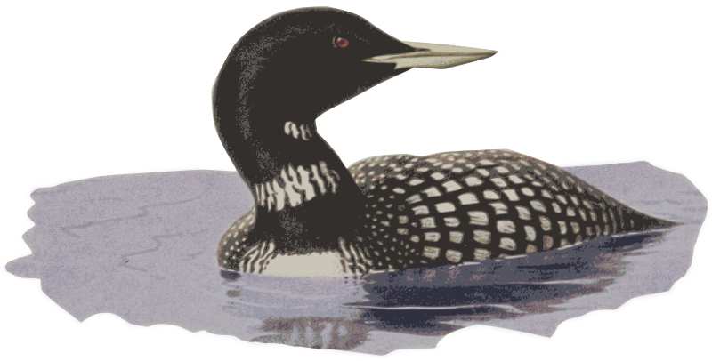 Loon in Water