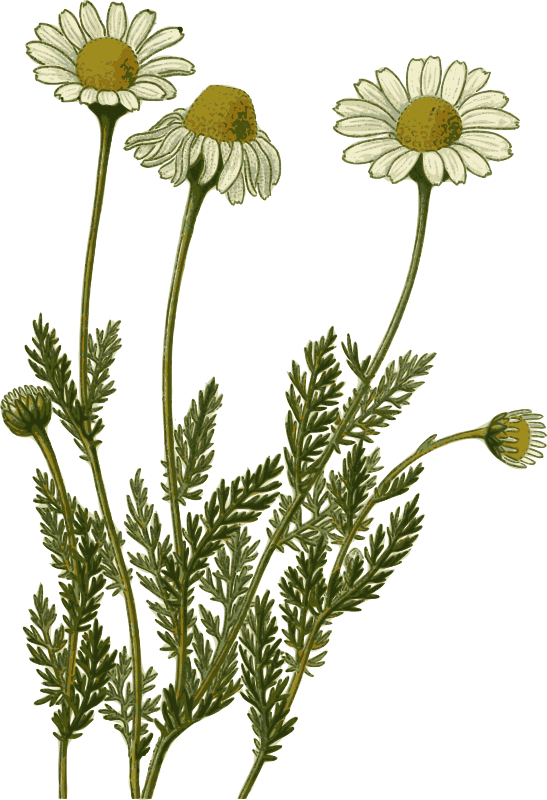 Chamomile