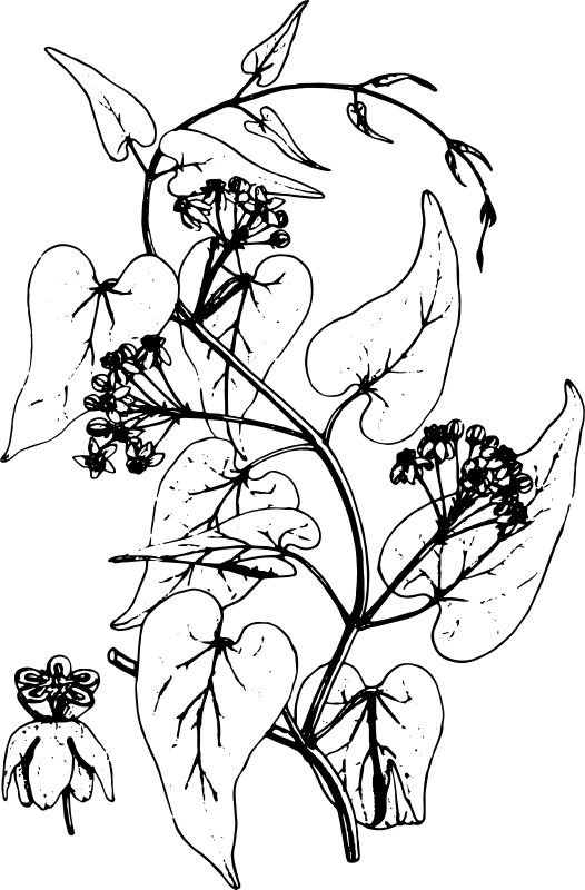 Oentarrhinum Insipidum