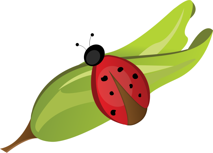 Ladybug