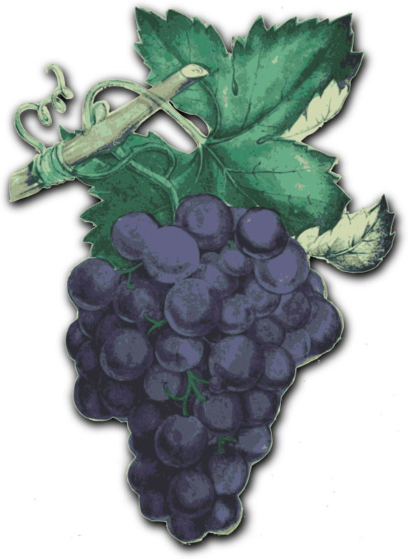 purple grape png