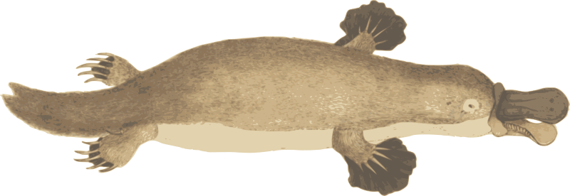 Platypus