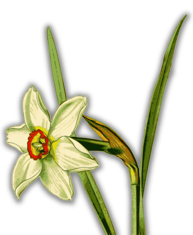 Daffodil