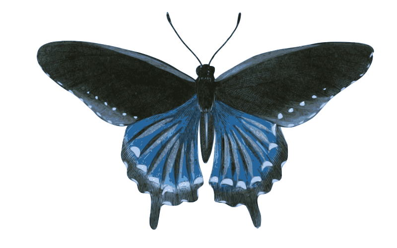 Pipevine Swallowtail