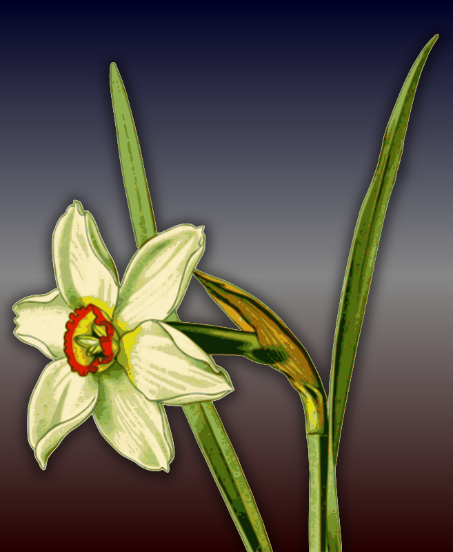 DaffodilPlus