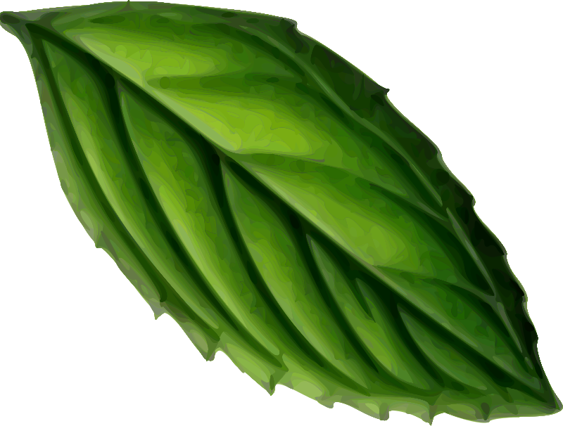 Mint Leaf - Openclipart