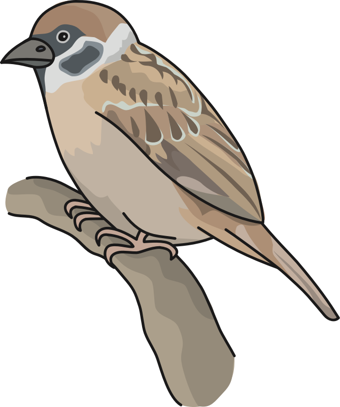 Sparrow