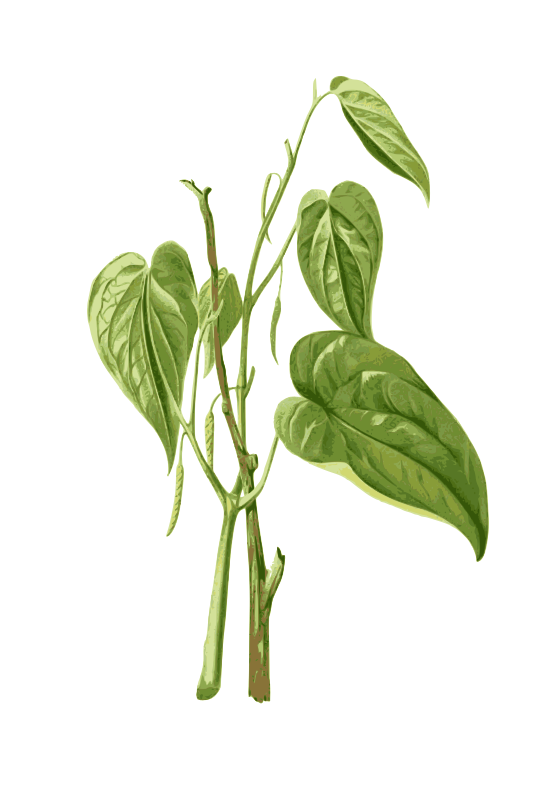 Betel Leaves