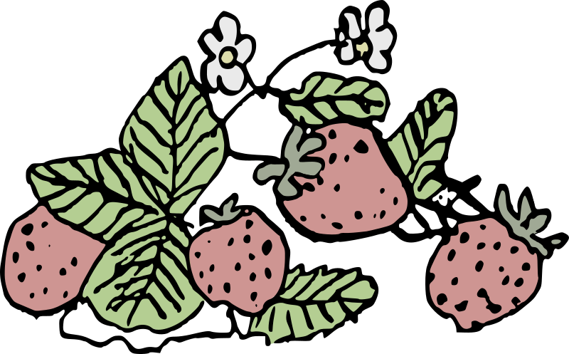 Drawn Strawberries