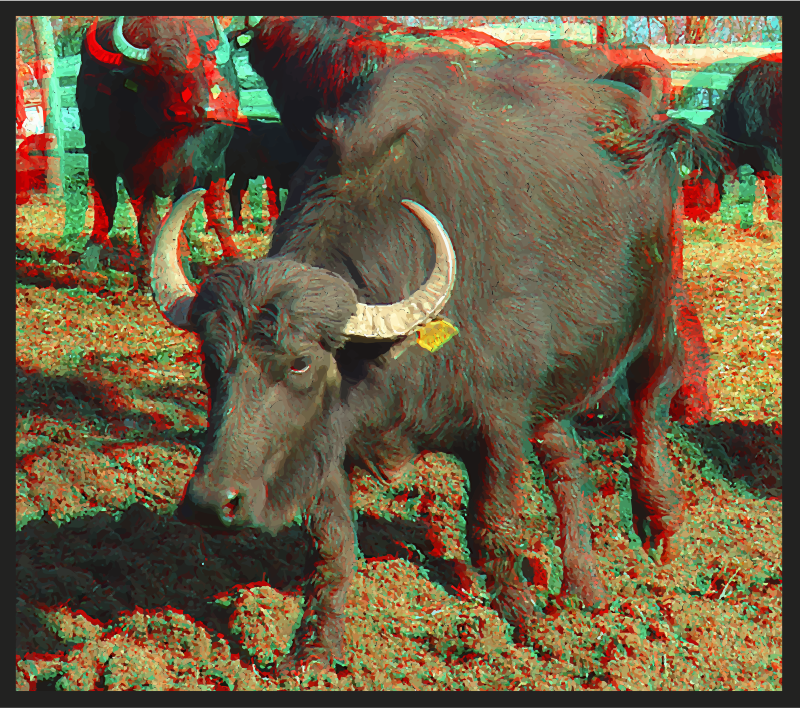 Bubalus bubalis_anaglyph