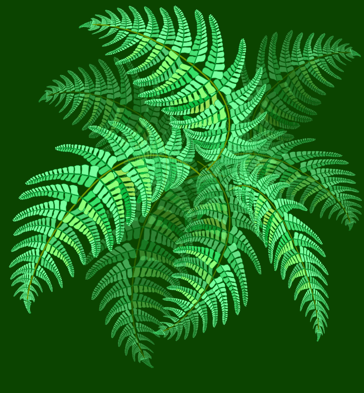 fern