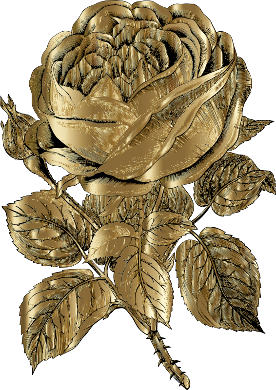 Vintage Rose Line Art Gold