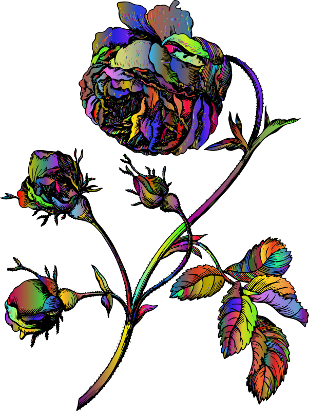 Vintage Rose Line Art 2 Polyprismatic