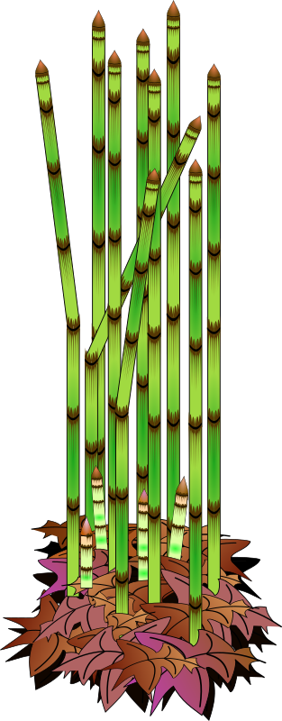 rough horsetail