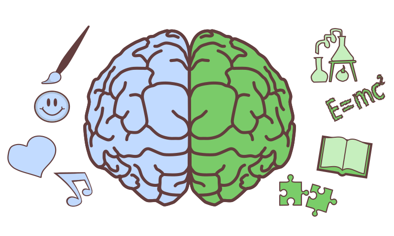 Brain Hemispheres