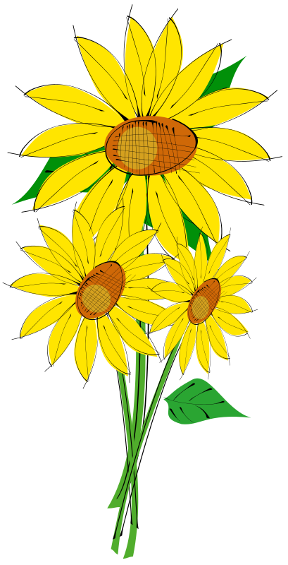 Helianthus