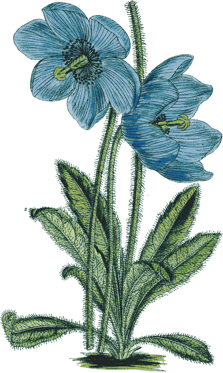 Blue Poppy