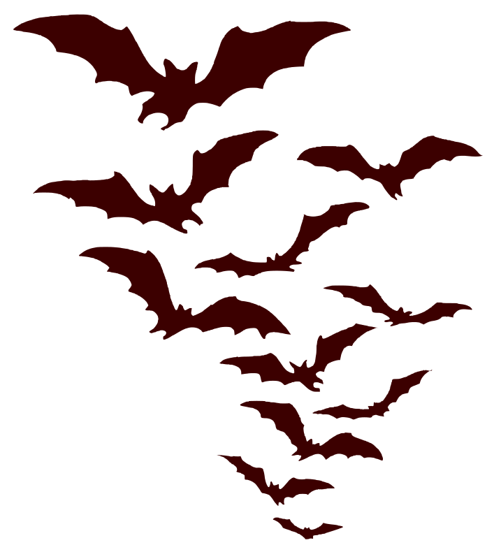 bats flying