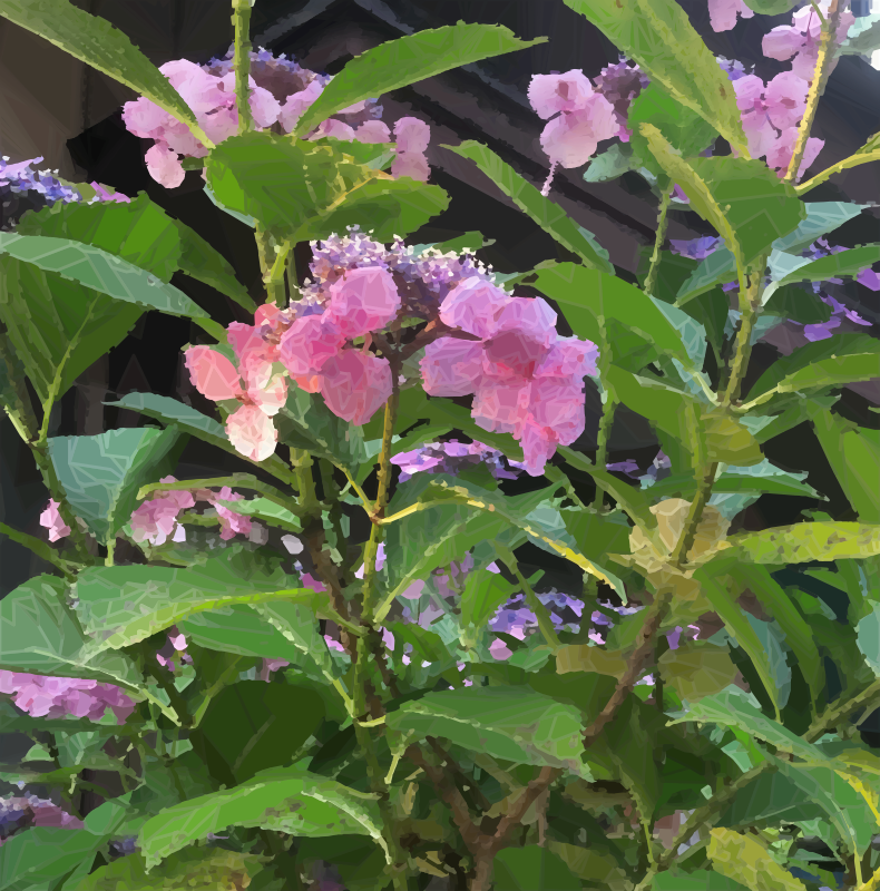 Pink Hydrangea