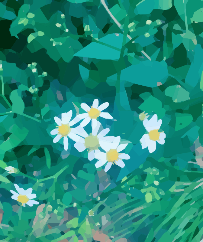 Daisies