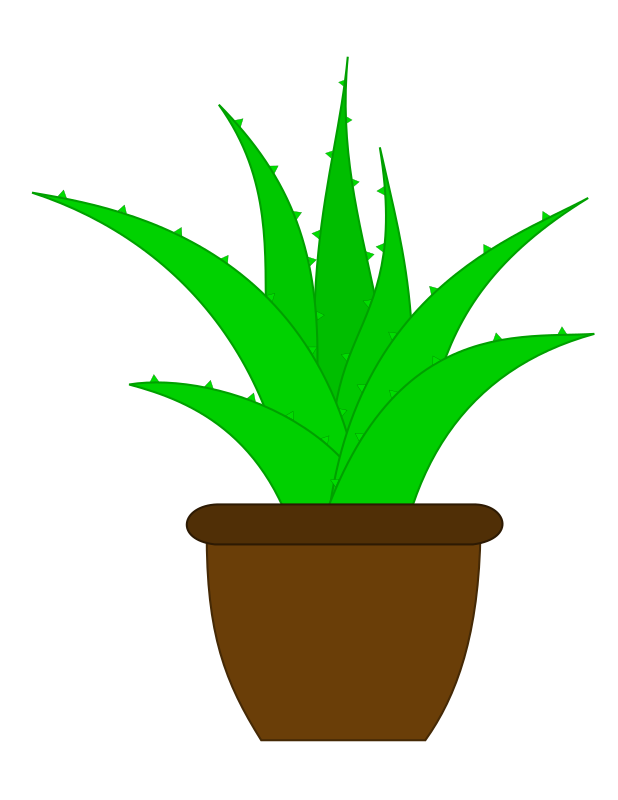 Aloe Vera in a Pot