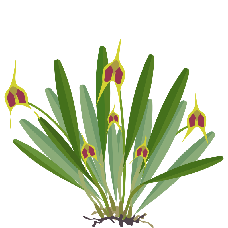 Masdevallia