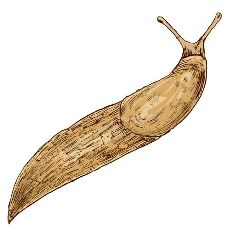 Slug