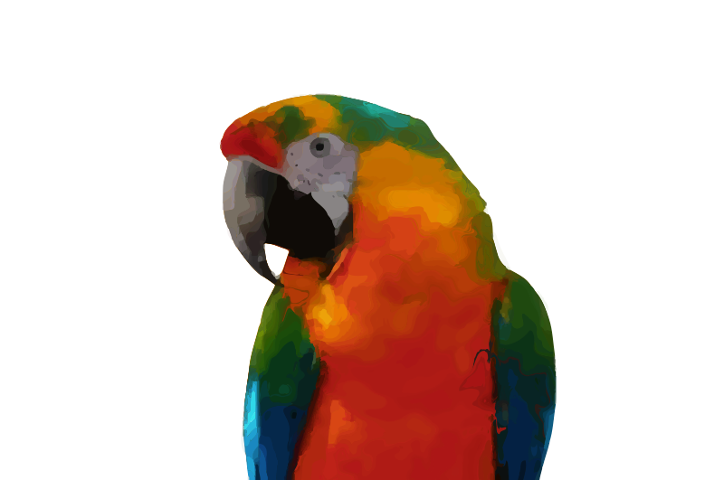 Parrot Head