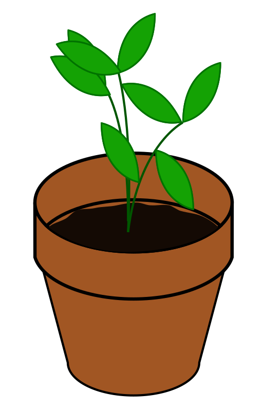 Plant, Terracotta