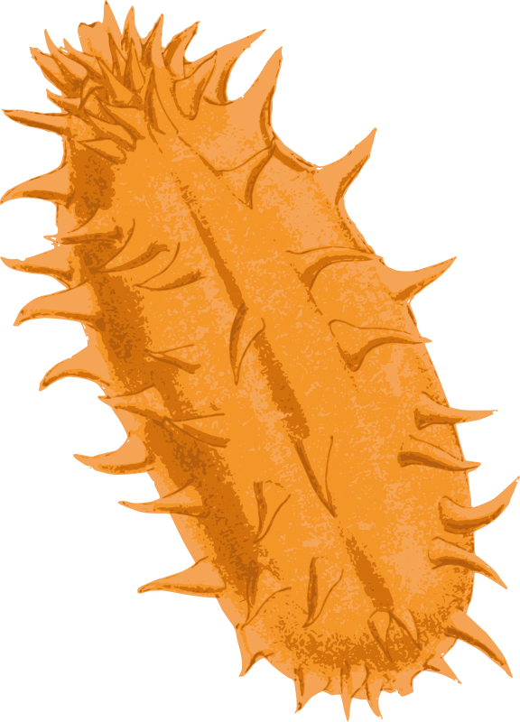 Kiwano