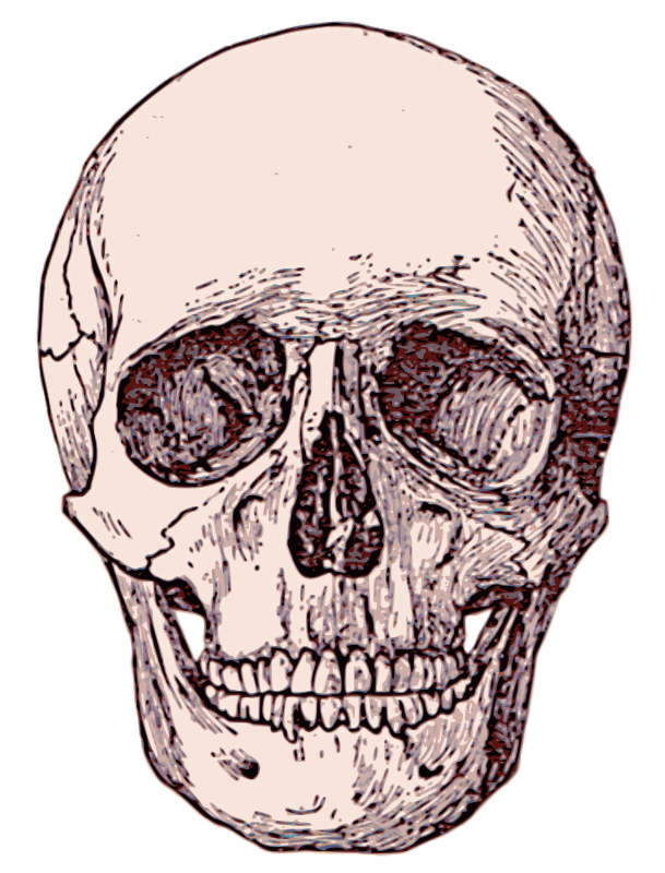 Human Skull